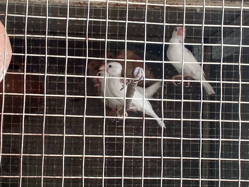 White Java and Fawn Java Patay for sale 5