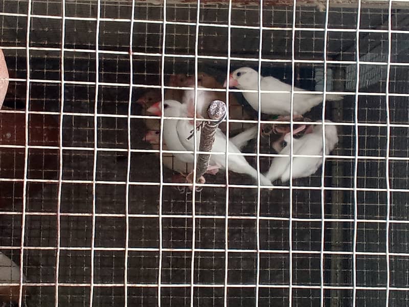White Java and Fawn Java Patay for sale 6