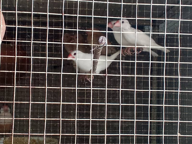 White Java and Fawn Java Patay for sale 7