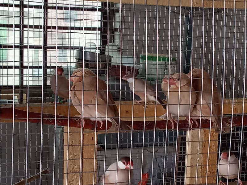 White Java and Fawn Java Patay for sale 9