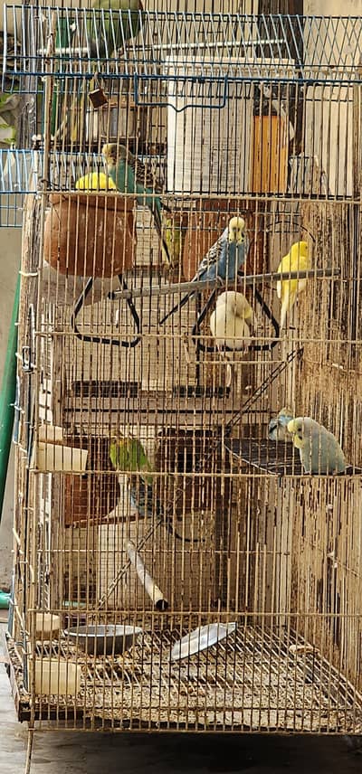 3 pair complete 1 male fellow Extra