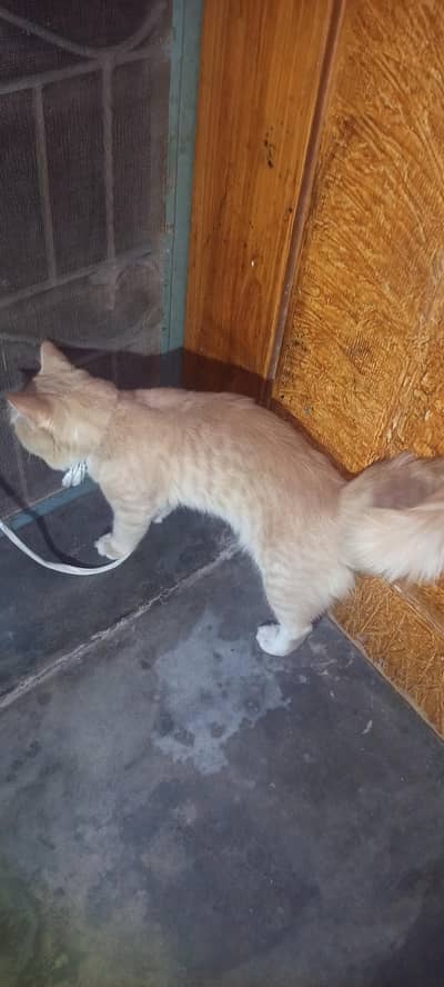 cat male argnt sale