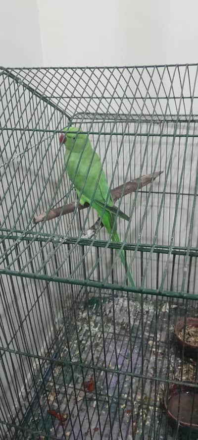 Green parroits