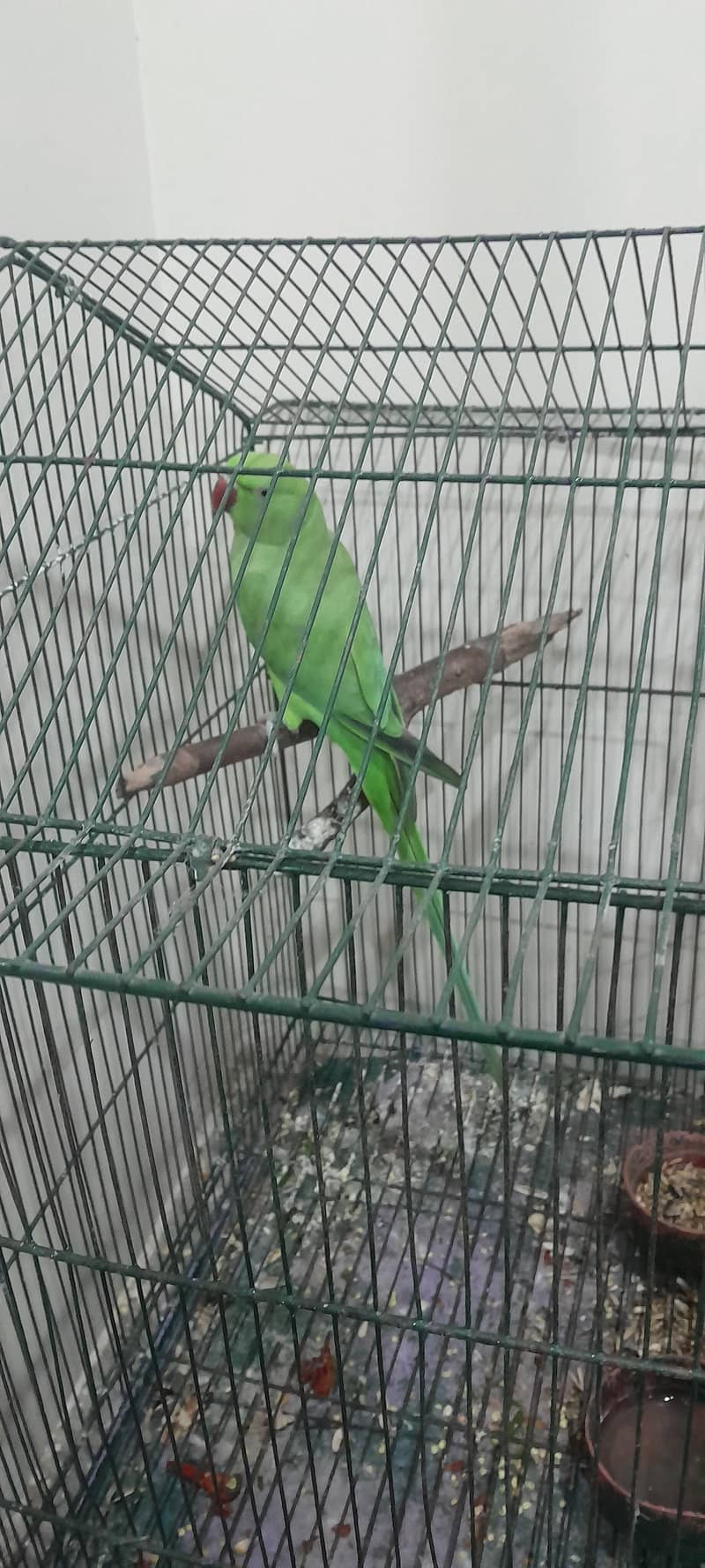 Green parroits 0