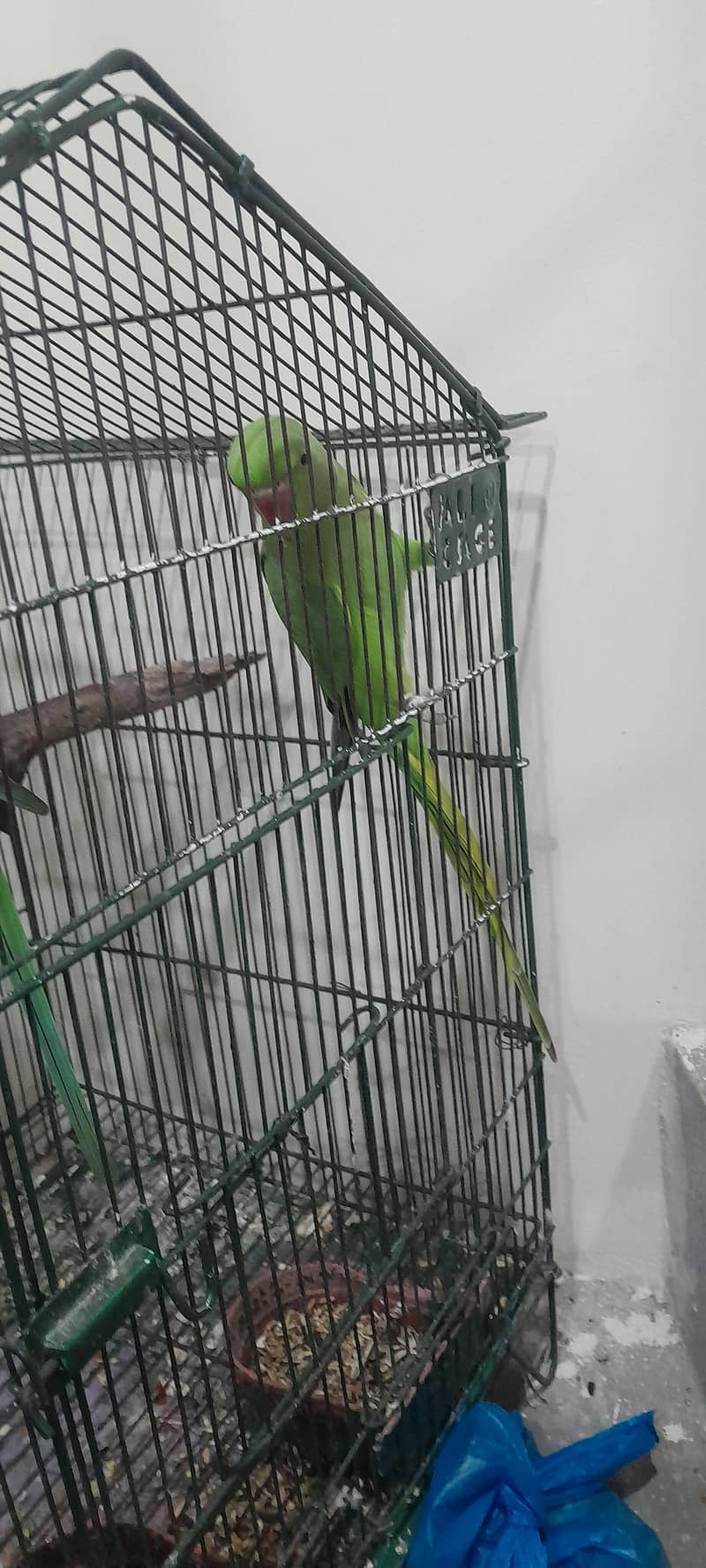 Green parroits 1