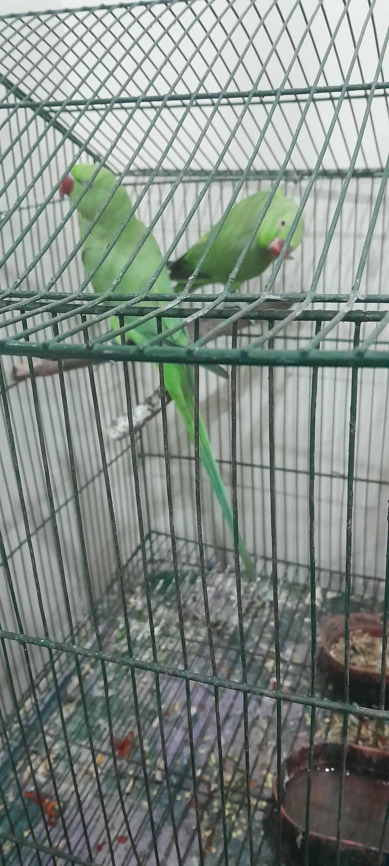 Green parroits 2