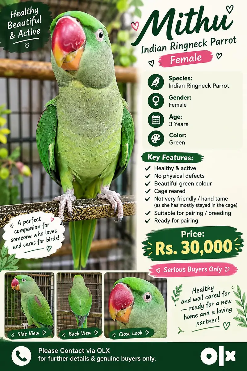 3 Years Female Indian Ringneck Parrot – Healthy & Pairing Ready — photo 10