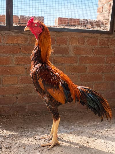 My home breed