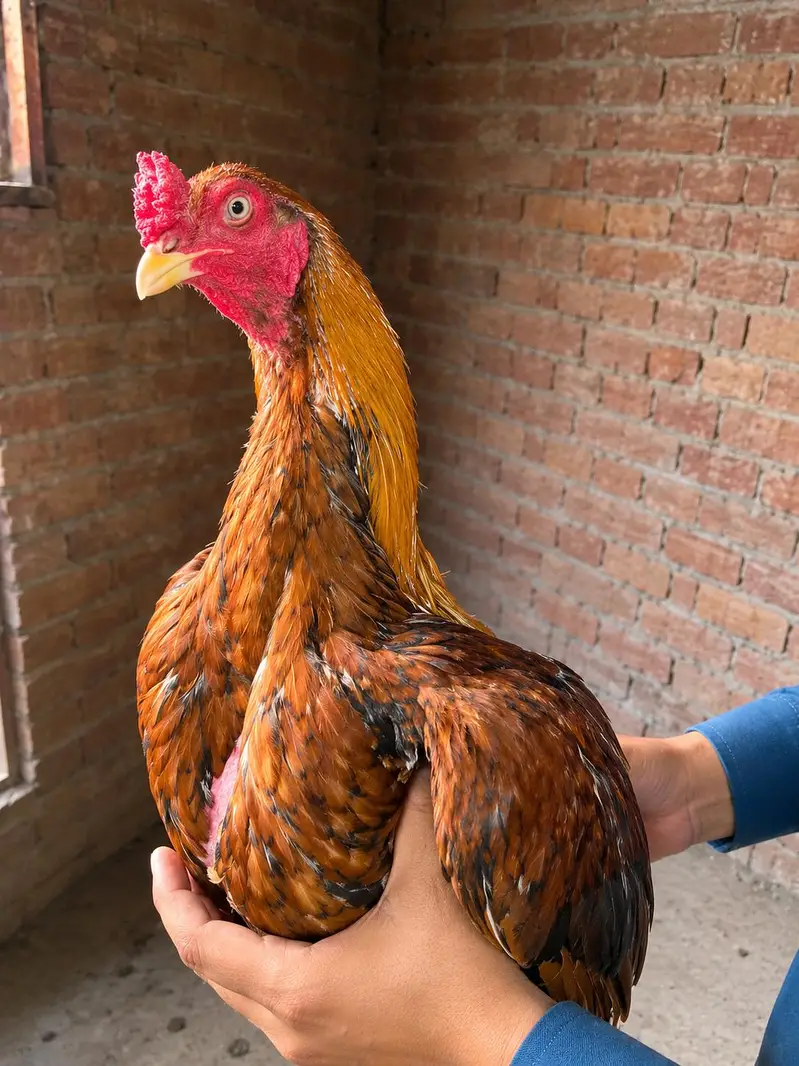 Heera Breed Rooster – Home Bred — photo 2