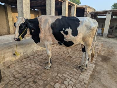Friesian Bull Above 2 years Age