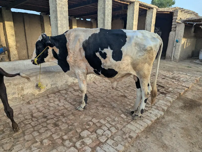 Friesian Bull Above 2 years Age — photo 2