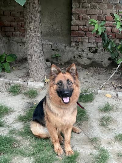 German shepherd female