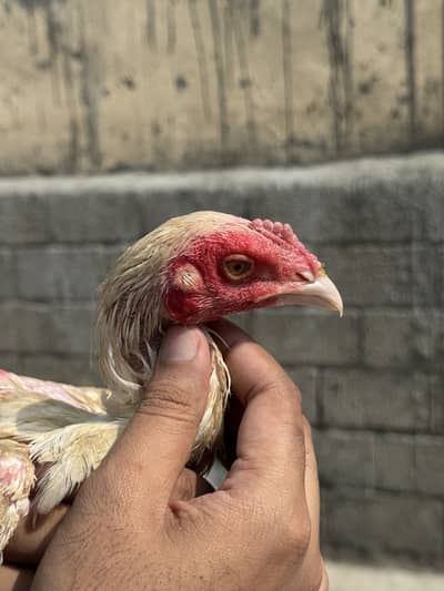 2 white heery home breed pathy for sale
