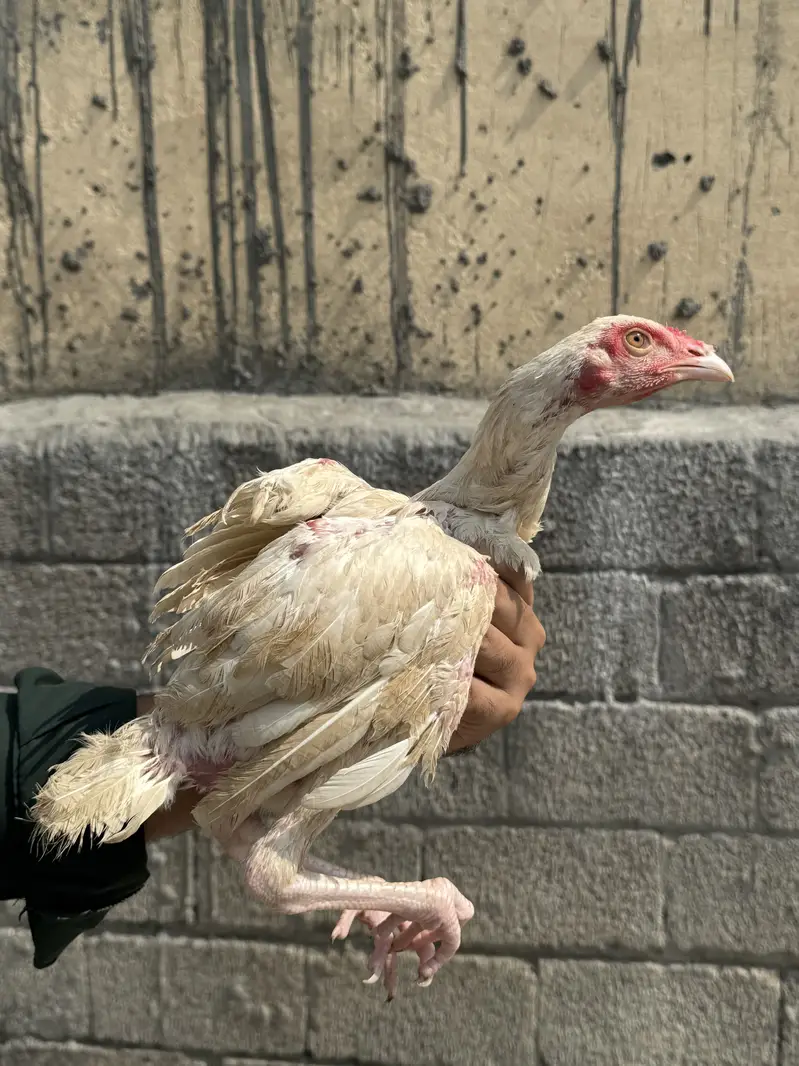 2 white heery home breed pathy for sale — photo 2