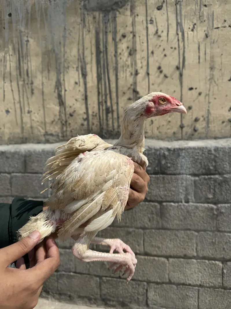 2 white heery home breed pathy for sale — photo 7