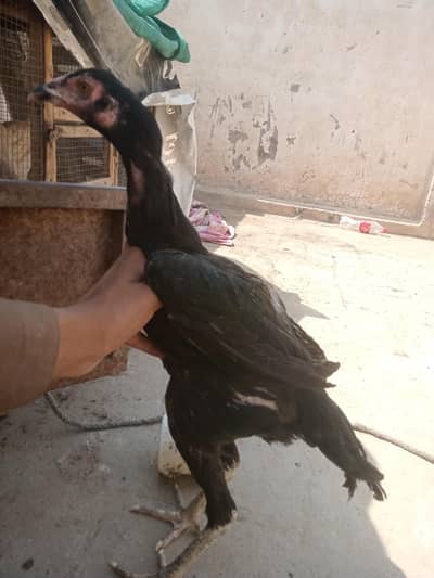 Masallah high quality mhuski pathi For salewhars app03064660029