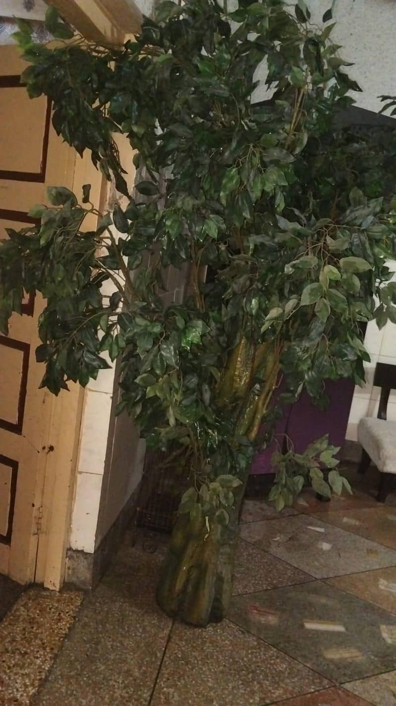 plant 0