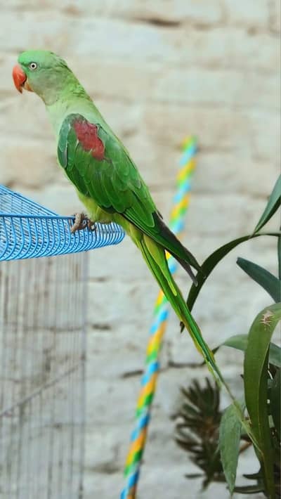 Talking Alexandrine Parrot | Mithoo Mithoo Bolta Hai | Whistling