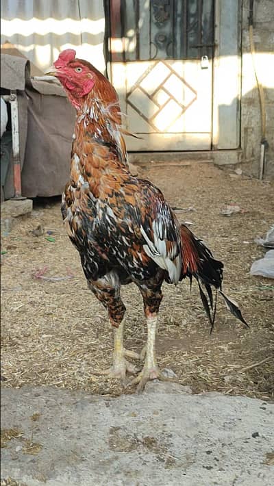 Aseel breeder long height