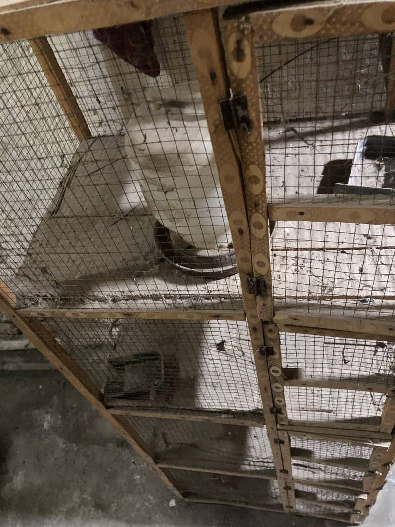 Cage peigons 1