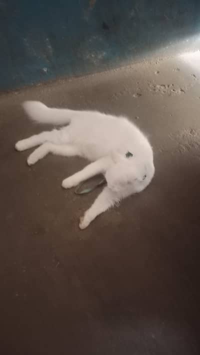 cat sele my whatsapp number. . . 03197624429