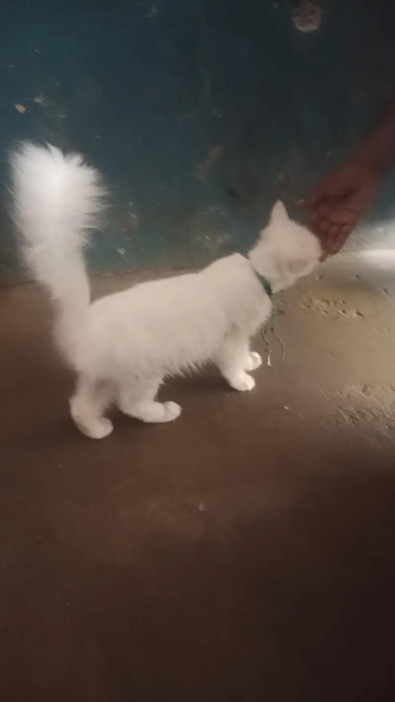cat sele my whatsapp number. . . 03197624429 — photo 2