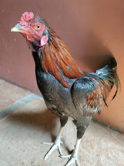 ASEEL MURGA