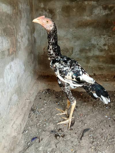 Aseel Sindhi Pure male