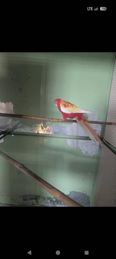 Female Breeder Rubino Rosella