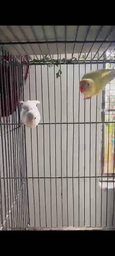 albino red eye into deceno