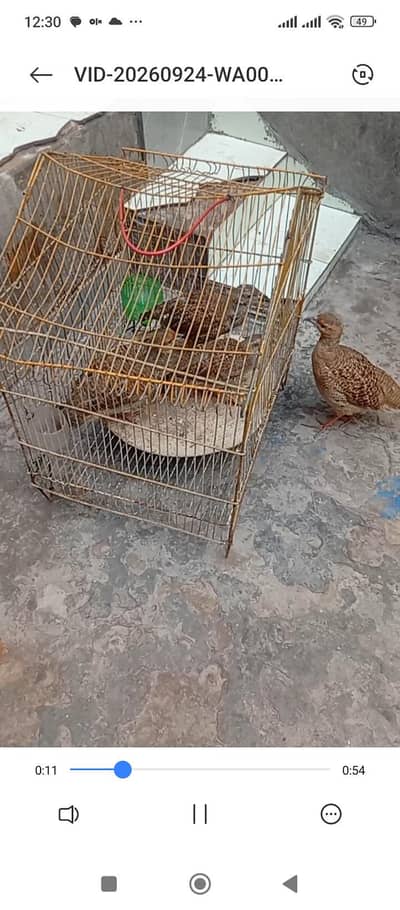 dahkne and irani pair ail cargo Pakistani