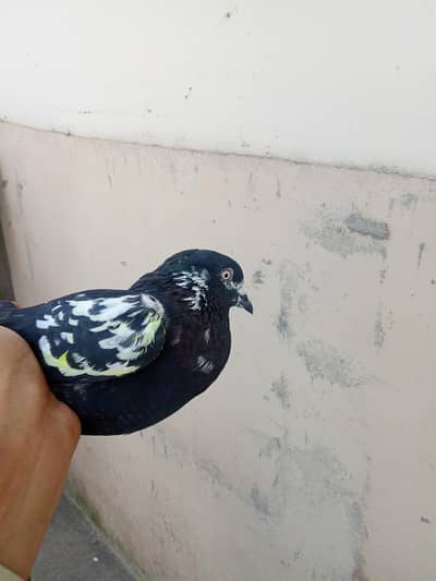 parwazi kabootar for sale