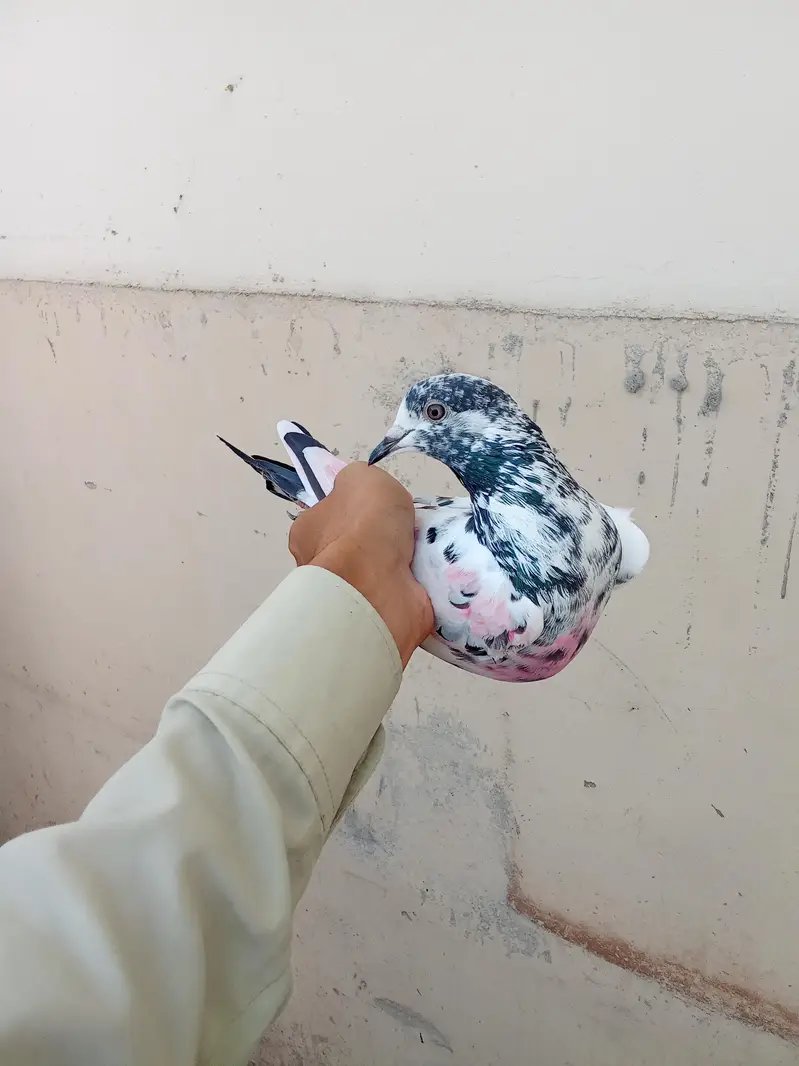 parwazi kabootar for sale — photo 5