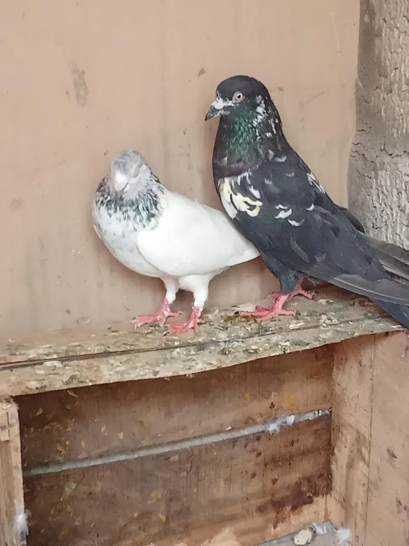 parwazi kabootar for sale — photo 8