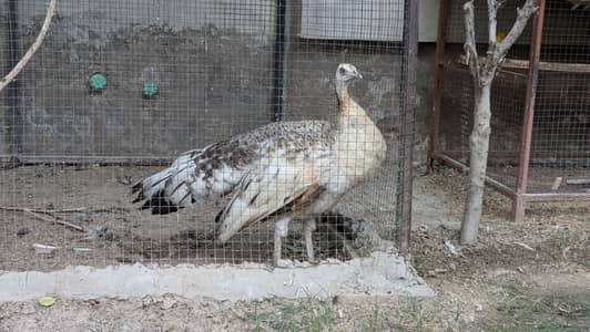 Black shoulder breeder female with 4 chicks
