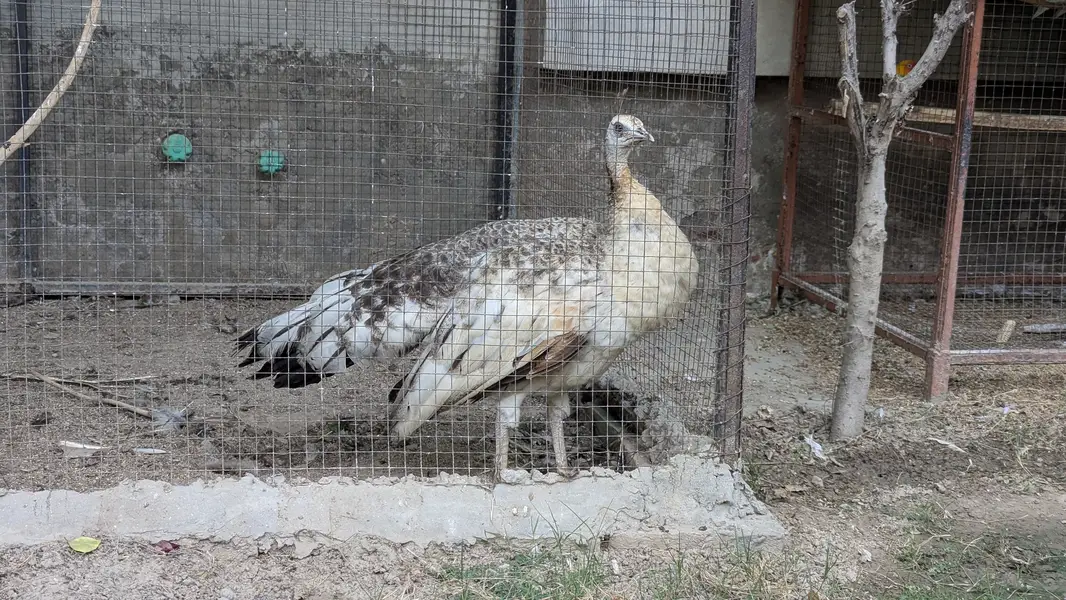 Black shoulder breeder female with 4 chicks
