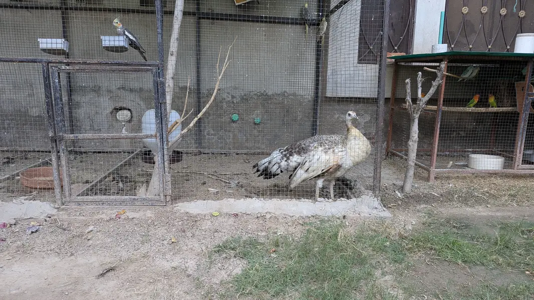 Black shoulder breeder female with 4 chicks — photo 2