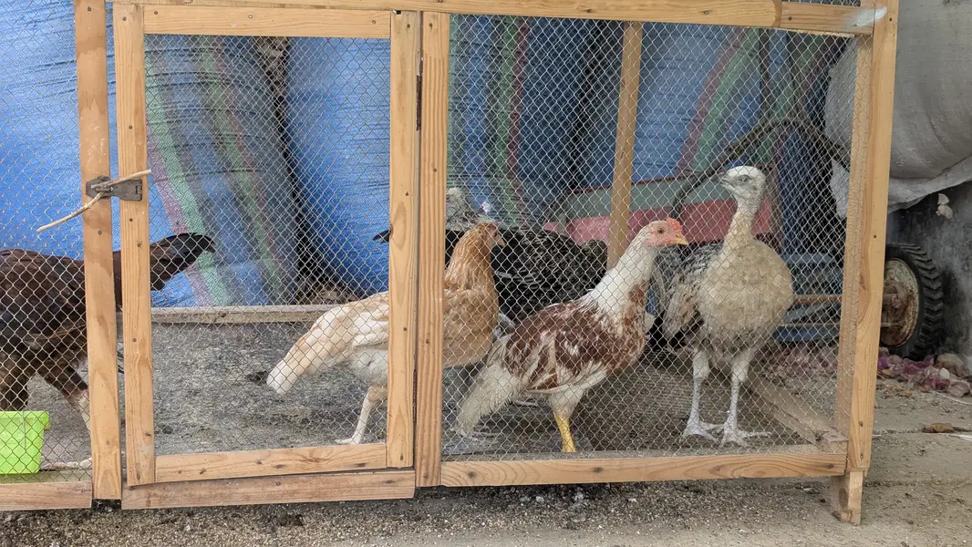 Black shoulder breeder female with 4 chicks — photo 3