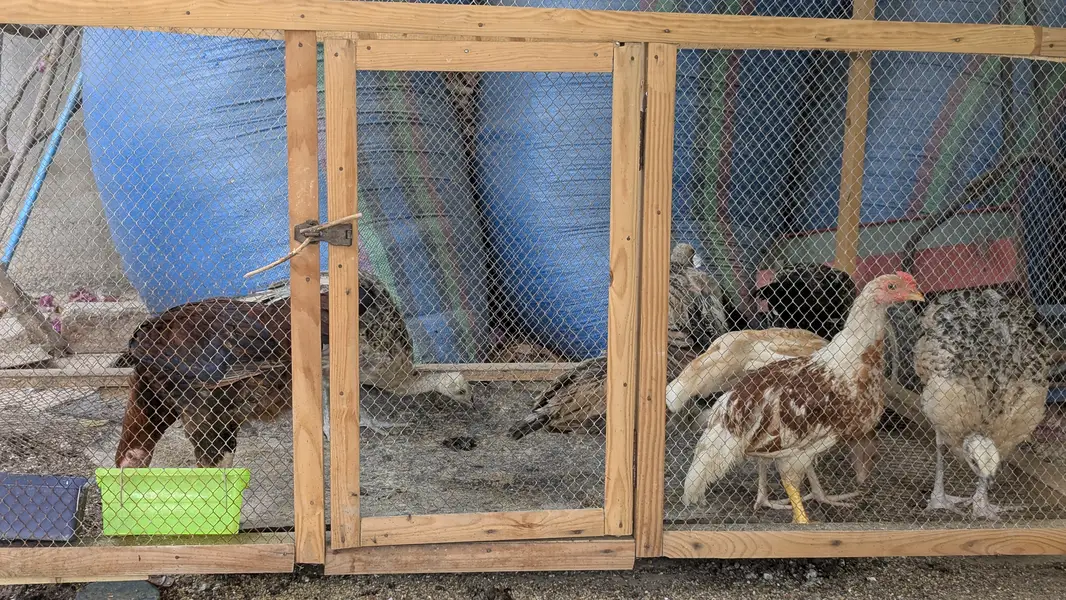 Black shoulder breeder female with 4 chicks — photo 4