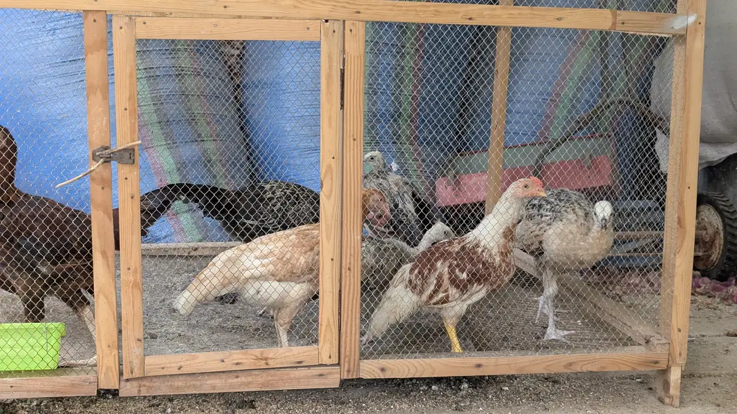 Black shoulder breeder female with 4 chicks — photo 5