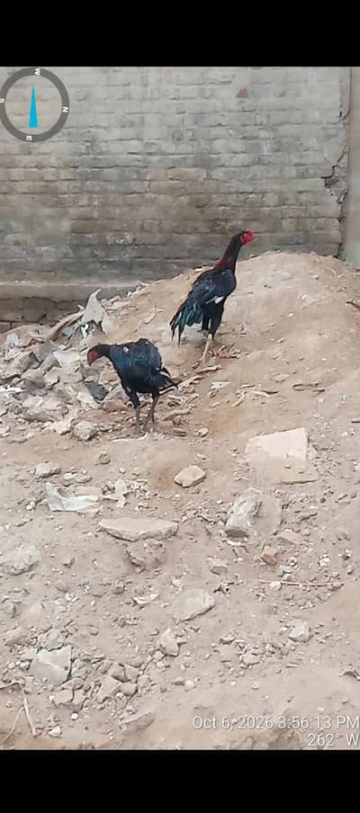 Bahut acche parinde Hain