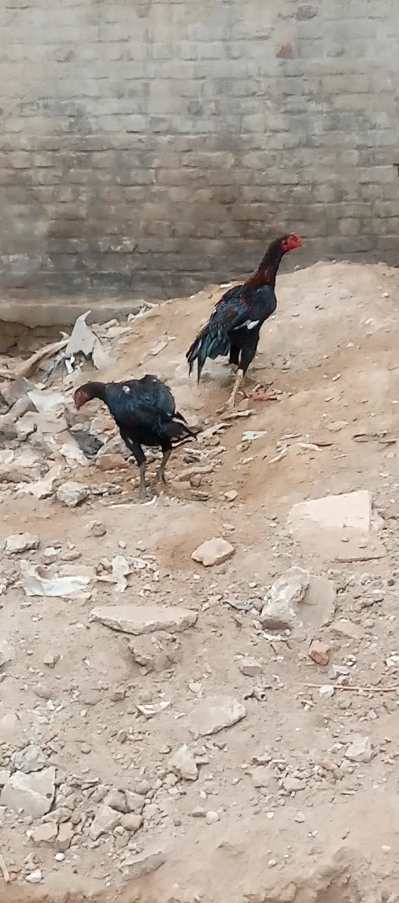 Bahut acche parinde Hain — photo 2
