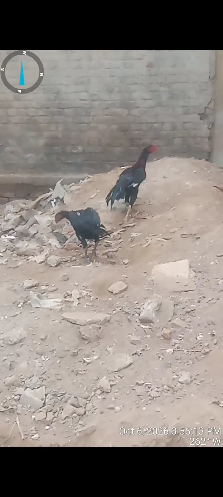Bahut acche parinde Hain — photo 3