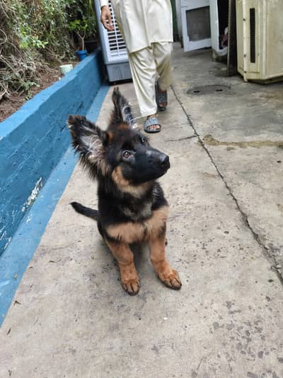 pure german