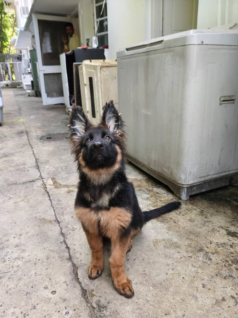 pure german 1