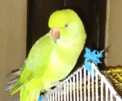 Hand tamed talking parrot for sale