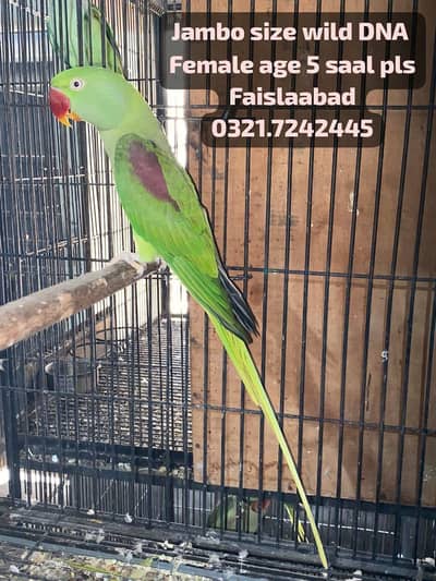Raw Wild Breeder Female 0321.7242445 call