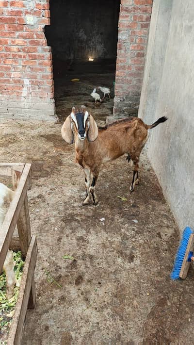 Gaban Bakri and teda03264327019