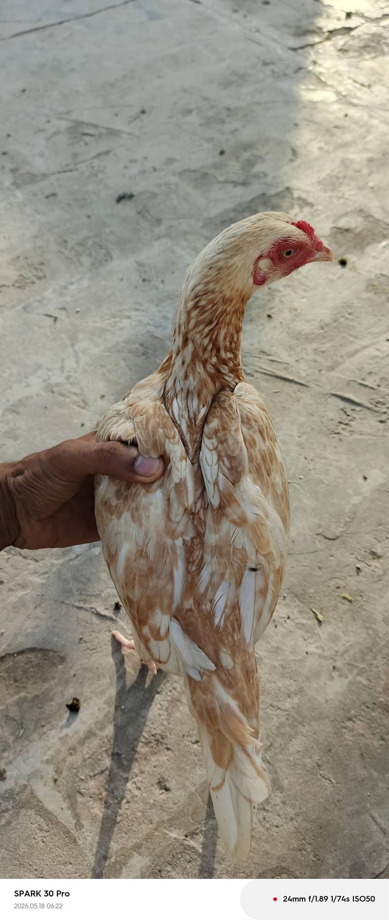 Aseel hen 2