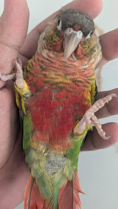 Hand tamed 0-Bite | Monks, Ringnecks, Sun Conures, Kashmiri Pahari Etc